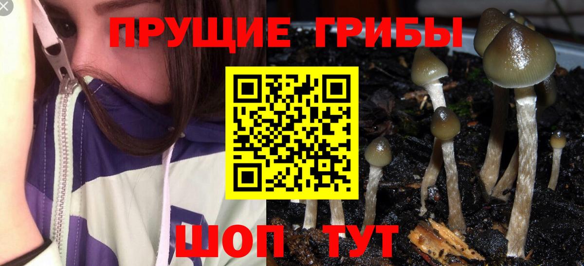 Владимир  Псилоцибиновые грибы мухоморы  Вход с VPN 